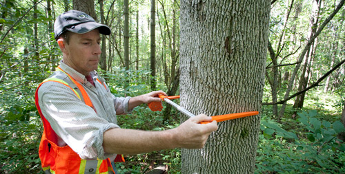 Man measuring tree