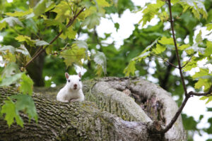 Photo of a white squirrel
