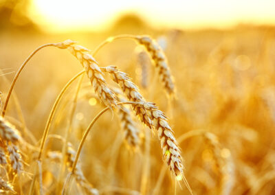 HC Wheat Photo