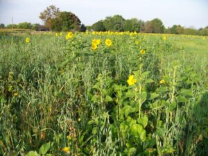Cover crop
